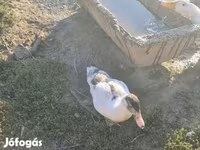 Ducks — الصورة 7