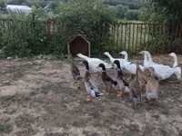 Ducks — الصورة 3