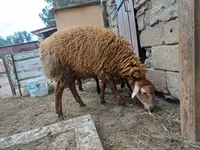 母羊, Sheep — 照片 3