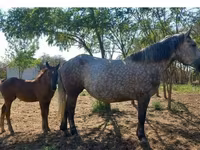 母马, Horses — 照片 1