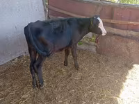 Vaca, Russian Black pied cattle — foto 2