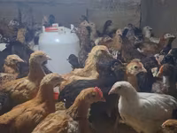 Chickens — zdjęcie 1