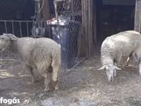 Sheep, Sheep — photo 1