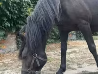 Mare, Hucul pony — photo 4