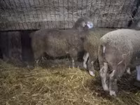 Kos, Ile-de-France sheep — 1. fotó