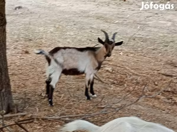 Cabro, Cabras
