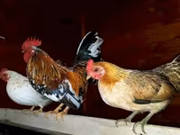 Bantam japonesa — foto 1