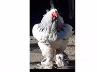 Brahma — zdjęcie 1