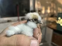 Silkie — zdjęcie 1