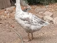 Geese — 照片 6