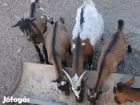 Billy Goat, Pomellata goat — photo 4
