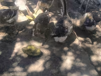 Geese — photo 1