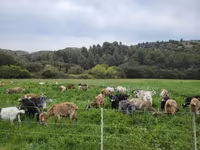 Ziege, Ziegen — Foto 4
