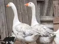 Geese — 照片 3