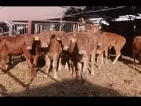 सांड, लिमोज़िन गाय — फ़ोटो 2