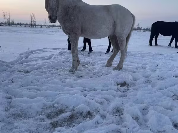 Koń, Kazakh horse
