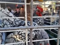 Chickens — الصورة 1