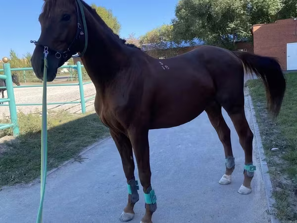 Kůň, Budyonny horse