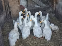 Ducks — zdjęcie 1