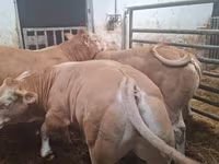 Bika, Blonde d’Aquitane cattle — 5. fotó