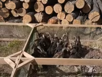 Alman Pekin — foto 1