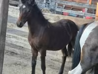 公马, Welsh Cob — 照片 2