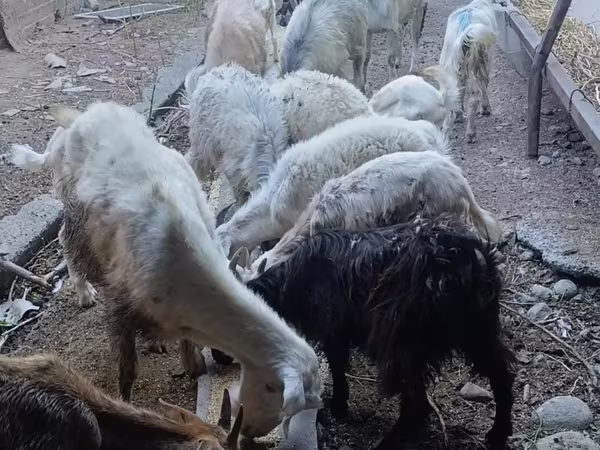 Nőstény kecske, Kecskék