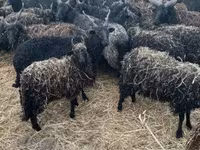 绵羊（批次，未指定性别）, Sheep — 照片 2