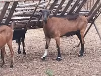 Cabra, Cabras — foto 3