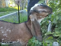 Goat, Beetal goats — photo 3