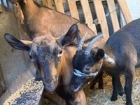公山羊, Alpine goat — 照片 2