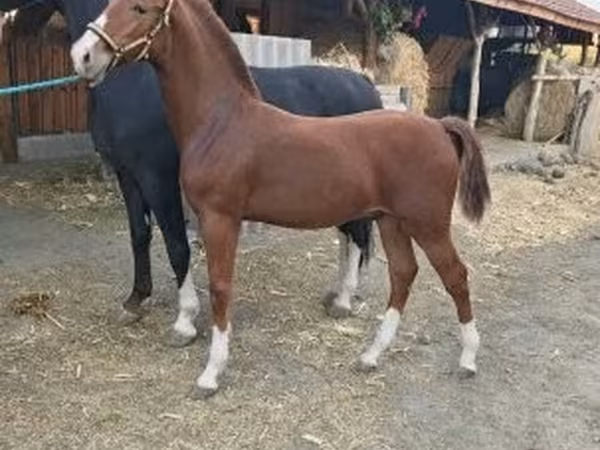 حصان, Dutch warmblood horse