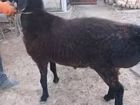 Widder, Tian-Shan semifinewool sheep — Foto 4