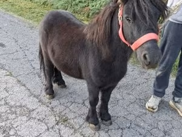 公马, Horses