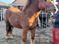 Hing, Nonius horse — 2. fotó