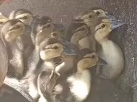 Ducks — foto 2