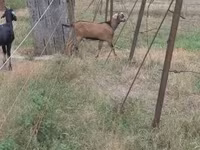 公山羊, Nubian Goat — 照片 2