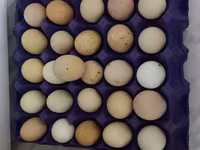 Australorp — photo 2