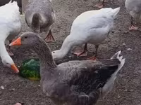 Graue und graugescheckte dänische Gans — Foto 2