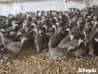 Guinea fowl — foto 1