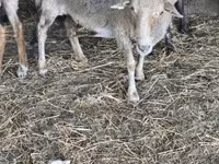 母羊, Sheep — 照片 1