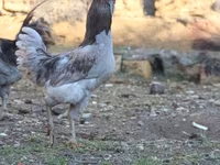 Ameraucana — 2. fotó