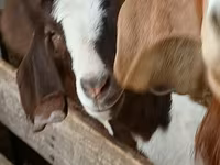 Bak, Boer goat — 1. fotó