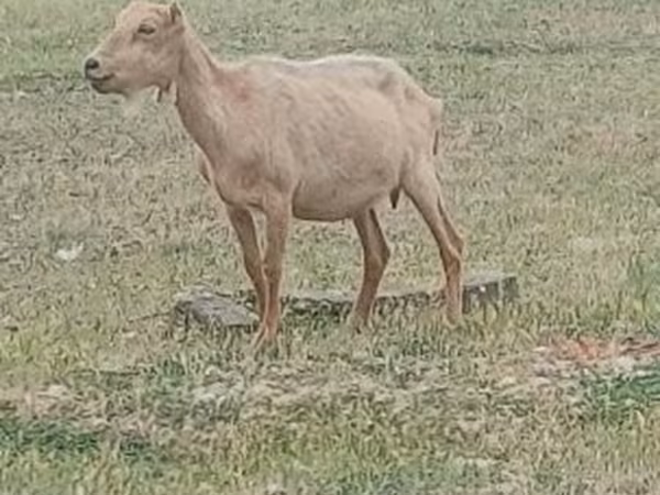 Billy Goat, Alpine goat