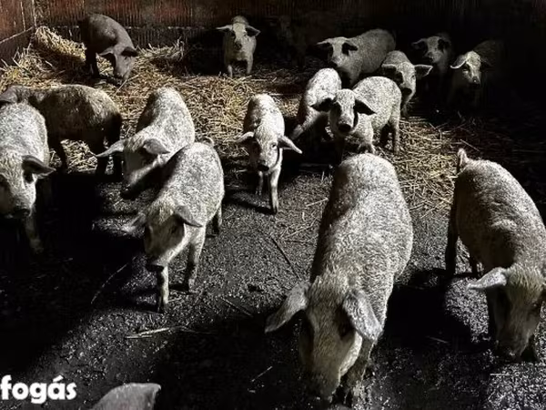 Boar,  — Hungary