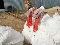 Turkeys — फ़ोटो 4