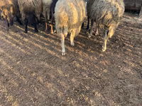 Bélier, Moutons — photo 1