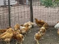 Chickens — zdjęcie 2