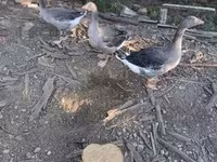 Geese — 2. fotó
