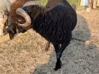 公羊, Sheep — 照片 2